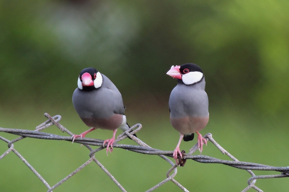 Java Sparrow (Lonchura oryzivora)